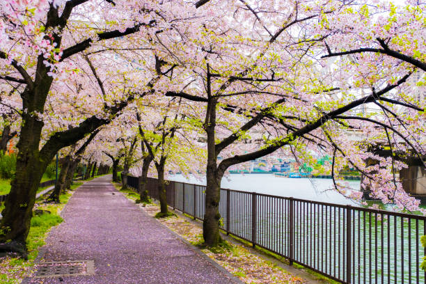 istock Sakura Cherry blossom tree along the river ,path way in Sakuranomiya Park, Osaka Japan 1002577236