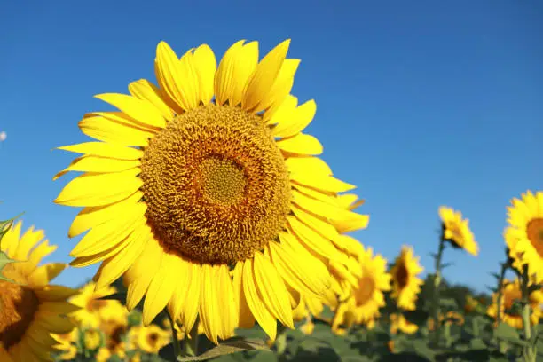One sunflower against a background of a sunflower field and a blue sky