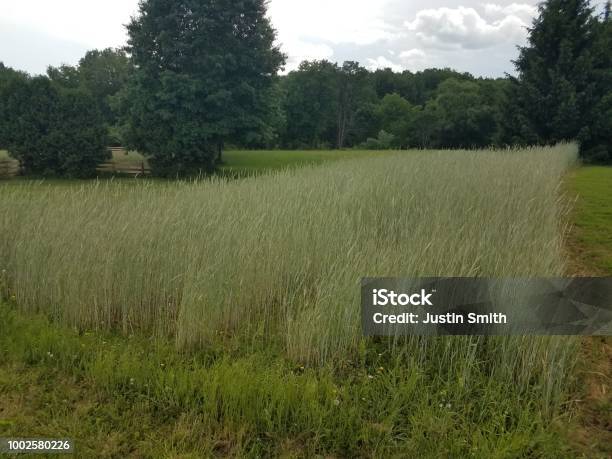 Field Of Green And Brown Grass Stock Photo - Download Image Now - Agricultural Field, Botany, Brown