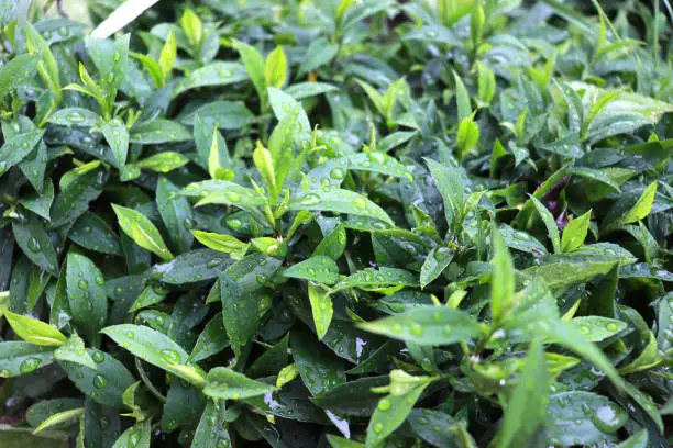 Green plants after the rain with drops of water on the leaves