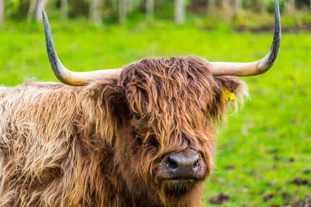 istock Scottish Highland Cow 1002598958