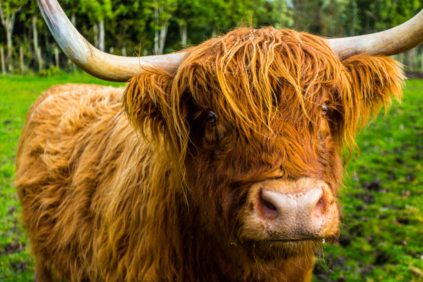 istock Scottish Highland Cow 1002603956