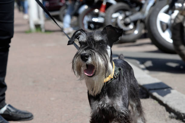 cão na coleira latindo na rua durante uma caminhada com seu mestre - dog barking humor howling - fotografias e filmes do acervo