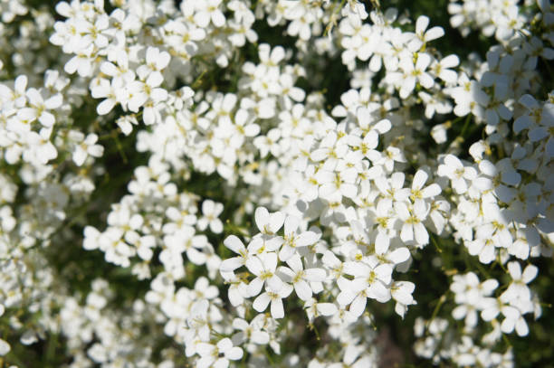 istock Arabis caucasica wall cress white flowers background 1002612552
