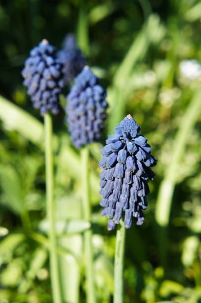 Muscari latifolium or broad-leaved grape hyacinth green flowers Muscari latifolium or broad-leaved grape hyacinth green flowers muscari latifolium stock pictures, royalty-free photos & images