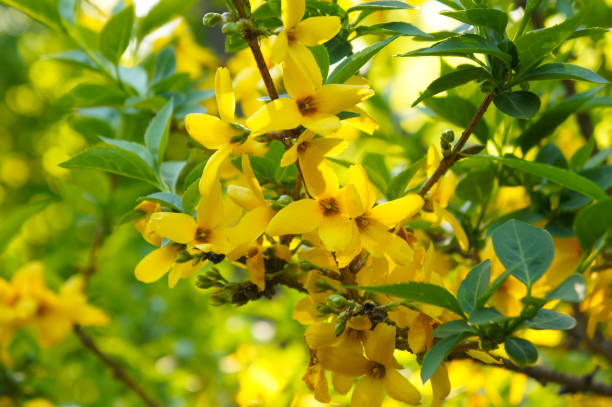 istock Forsythia yellow flowers with green foliage 1002612966