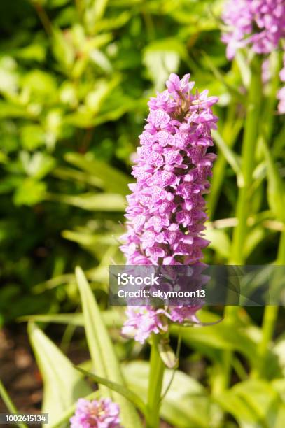 Dactylorhiza Baltica Или Болотные Орхидеи Фиолетовые Цветы — стоковые фотографии и другие картинки Gyrostigma Baltica