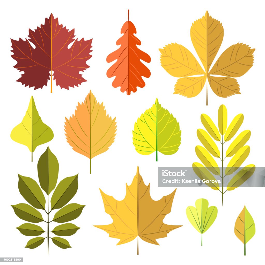 Autumn leaves set Set of autumn leaves isolated on white background. Vector illustration Autumn stock vector