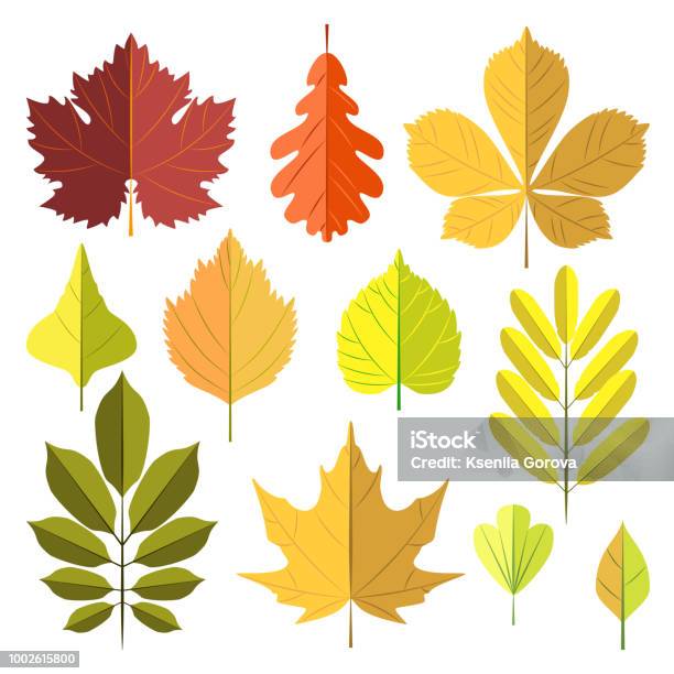 Autumn Leaves Set Stock Illustration - Download Image Now - Autumn, Autumn Leaf Color, Birch Tree