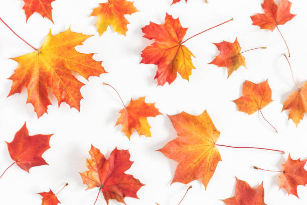 Autumn maple leaves on white background. Flat lay, top view