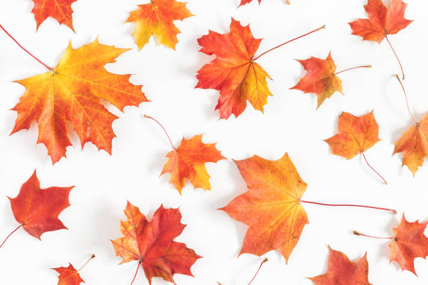 Photo of Autumn maple leaves on white background. Flat lay, top view