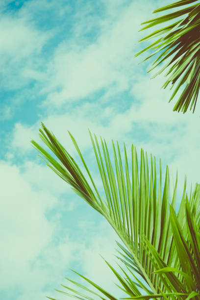 istock Palm leaves under blue sky. Holiday background. 1002625022