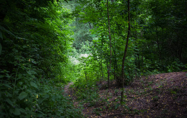 istock Picturesque dirt road in the forest 1002625992