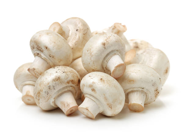 funghi bianchi su sfondo bianco - edible mushroom white mushroom isolated white foto e immagini stock