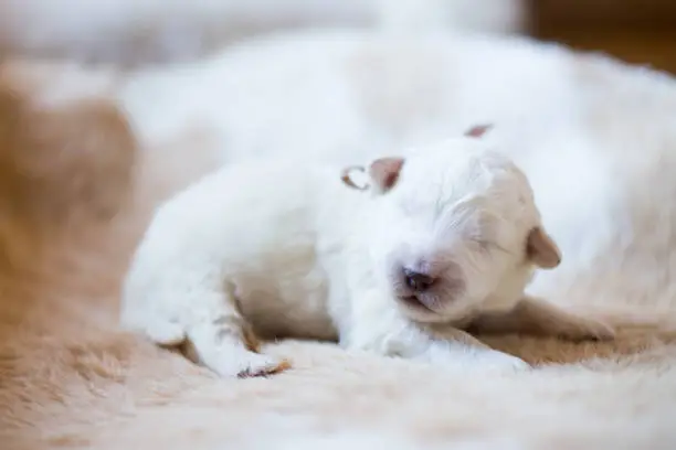 Photo of Portrait of one week old puppy breed maremmano abruzzese dog sleeping on the cow's fur.