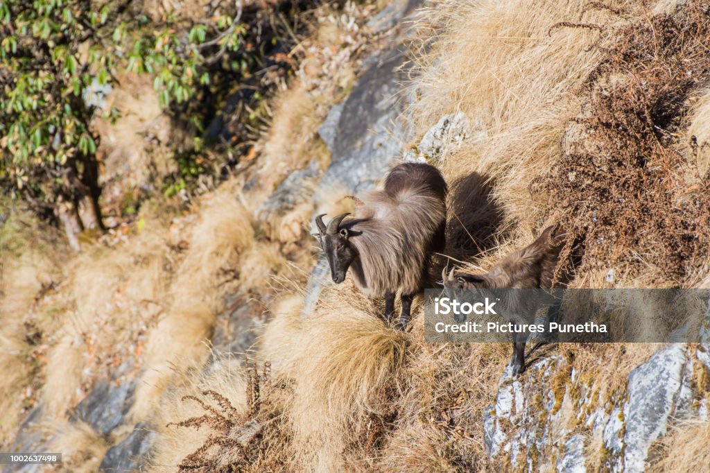 Himalayan Tahr Chopta uttarakhand Tahr Stock Photo Himalayan Tahr Chopta uttarakhand Tahr Stock Photo