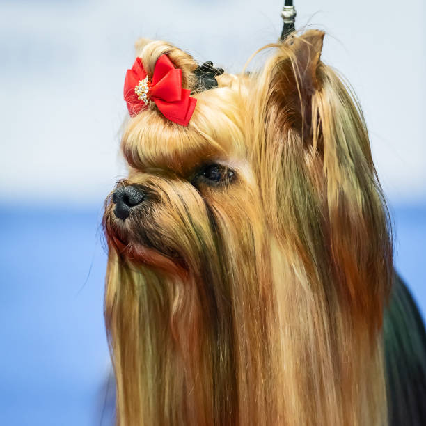 istock Yorkshire terrier dog portrait. 1002637596