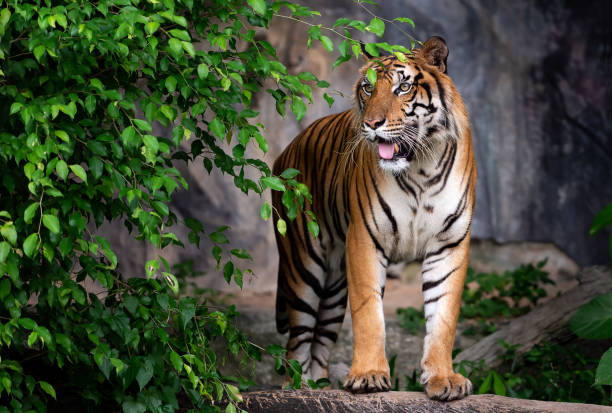 istock Portrait of tiger. 1002640506