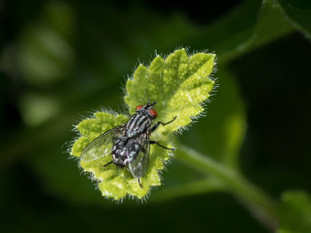 una mosca de carne con ojos rojos en una hoja verde pequeña - close up animal eye flesh fly fly fotografías e imágenes de stock