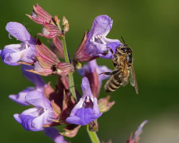 istock A honeybee feeding on the blossoms of common sage 1002655540