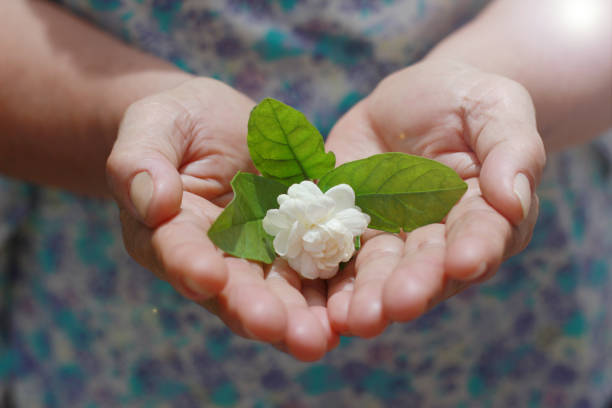 istock Jasmine in my mother's hand 1002656794