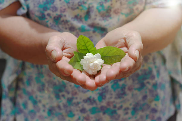 istock Jasmine in my mother's hand 1002656828