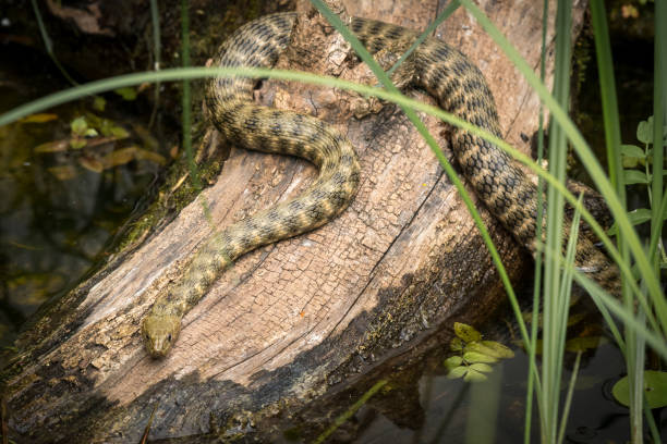 istock A dice snake resting on a piece of wood 1002658866