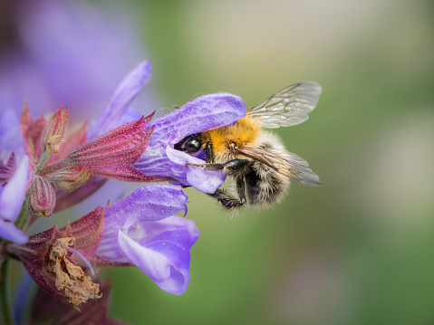 Closeup of a common carder bee feeding on the blossoms of common sage
