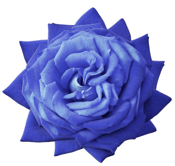 istock Rose blue flower  on white isolated background with clipping path.  no shadows. Closeup.  Nature. 1002659072