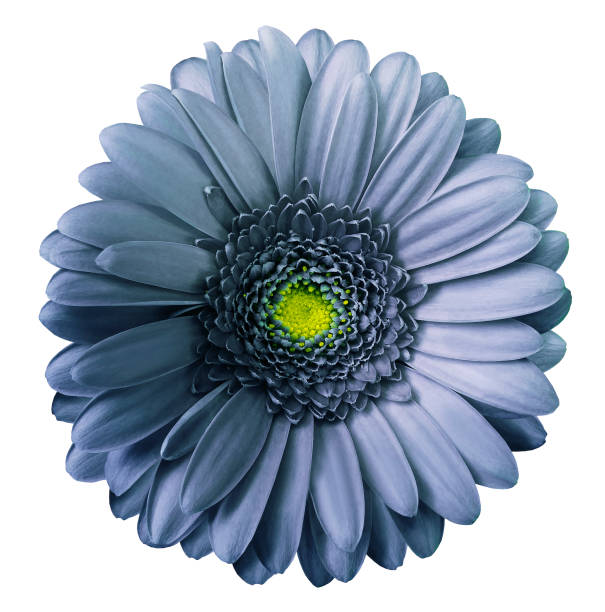 istock Gerbera blue flower  on white isolated background with clipping path.  no shadows. Closeup.  Nature. 1002659082