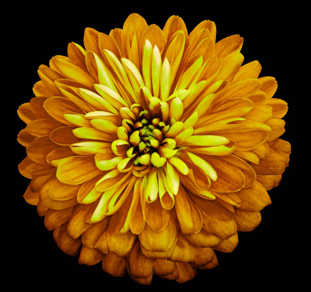 istock Chrysanthemum   bright  yellow  flower on the black isolated background with clipping path.  Closeup no shadows. Garden  flower.  Nature. 1002659124