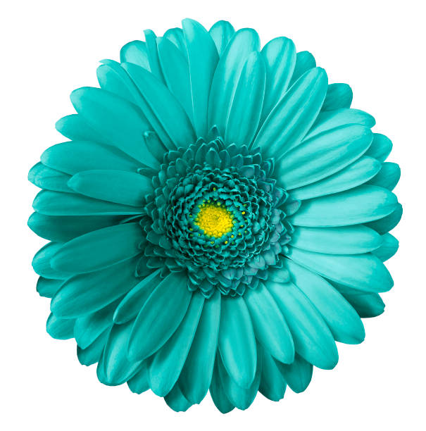 istock Gerbera  turquoise flower  on white isolated background with clipping path.  no shadows. Closeup.  Nature. 1002659146