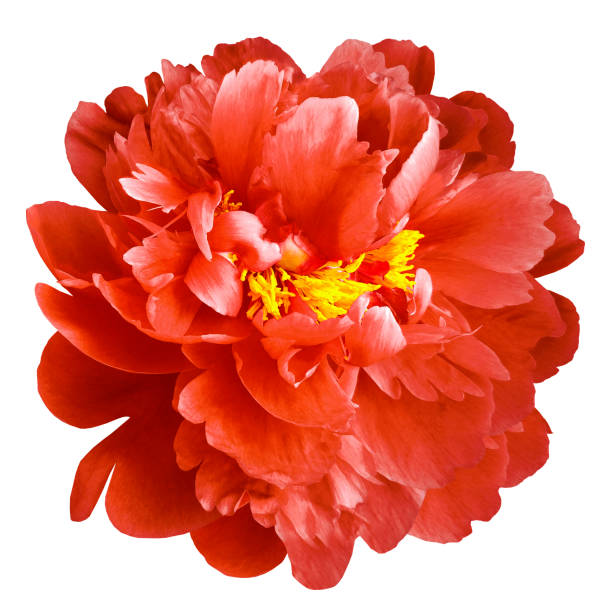Red peony flower with yellow stamens on an isolated white background with clipping path. Closeup no shadows. For design.  Nature.