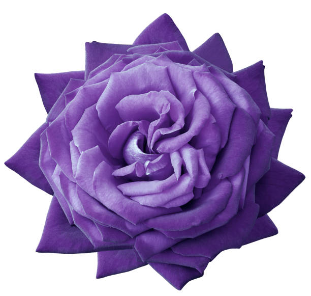 istock Rose violet flower  on white isolated background with clipping path.  no shadows. Closeup.  Nature. 1002659218