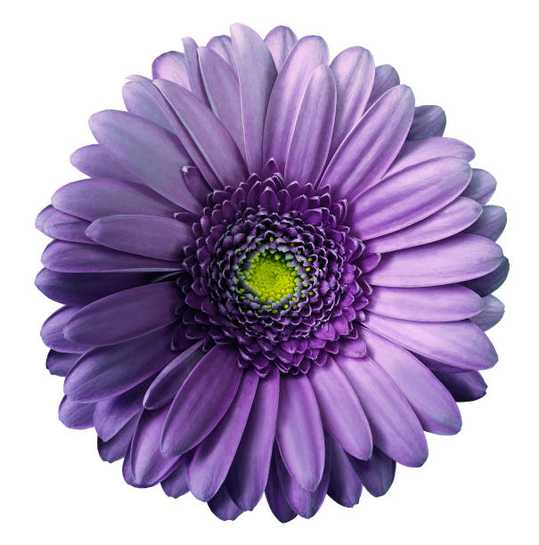 istock Gerbera violet flower  on white isolated background with clipping path.  no shadows. Closeup.  Nature. 1002659248