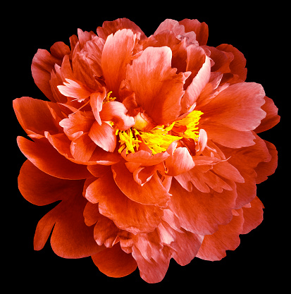 Red peony flower with yellow stamens on an isolated black background with clipping path. Closeup no shadows. For design.  Nature.