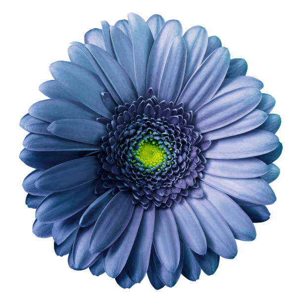 istock Gerbera blue-violet flower  on white isolated background with clipping path.  no shadows. Closeup.  Nature. 1002659844