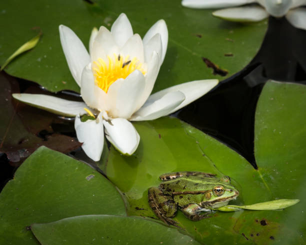 rana de la piscina verde sentado en una hoja de un nenúfar - frog lily pond water fotografías e imágenes de stock