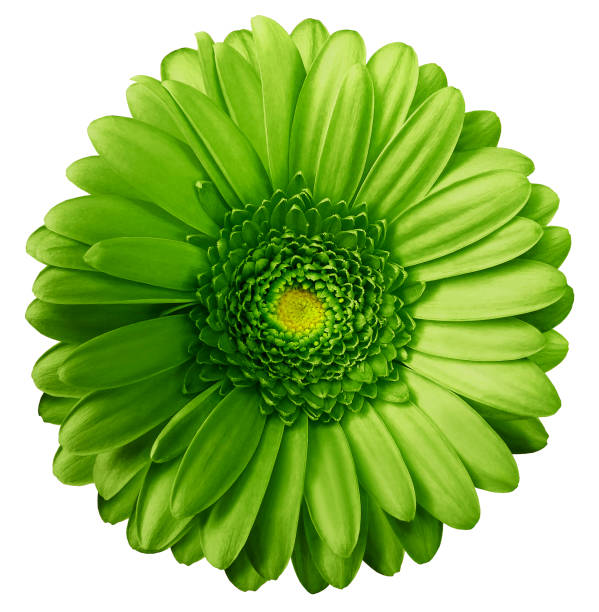 istock Gerbera  green flower  on white isolated background with clipping path.  no shadows. Closeup.  Nature. 1002660118