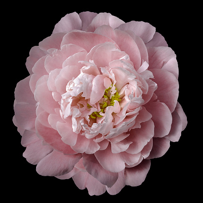Light red peony flower with yellow stamens on an isolated black background with clipping path. Closeup no shadows. For design.  Nature.