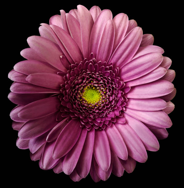 istock Gerbera  pink flower  on black isolated background with clipping path.  no shadows. Closeup.  Nature. 1002660336