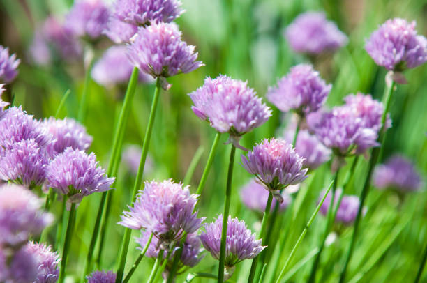 Purple "Chives" flower (or Wild Chives, Flowering Onion, Garlic Chives, Chinese Chives, Schnitt Lauch) in St. Gallen, Switzerland. Its Latin name is Allium Schoenoprasum. Purple "Chives" flower (or Wild Chives, Flowering Onion, Garlic Chives, Chinese Chives, Schnitt Lauch) in St. Gallen, Switzerland. Its Latin name is Allium Schoenoprasum. schnittlauch stock pictures, royalty-free photos & images