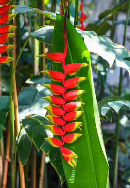 istock Heliconia rostrata flower, hanging lobster claw 1002667784