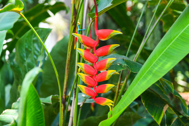 istock Heliconia rostrata flower, hanging lobster claw 1002667792