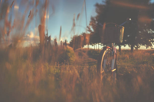 Red vintage bicycle in a meadow under cherry trees in sunset