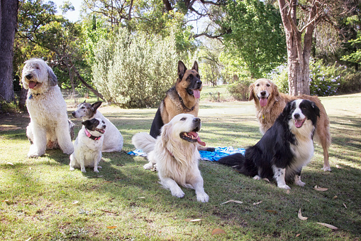 Seven dogs of various breeds in a garden in Australia