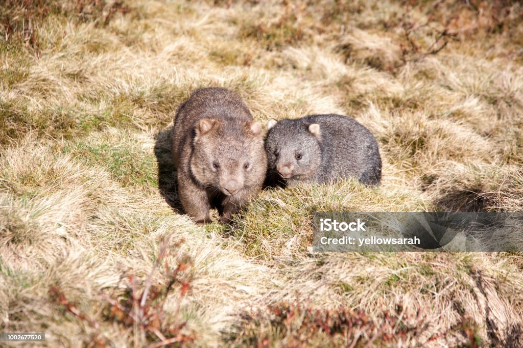 Wombat Mother and Baby A mother and baby wombat in Tasmania Australia Wombat Stock Photo