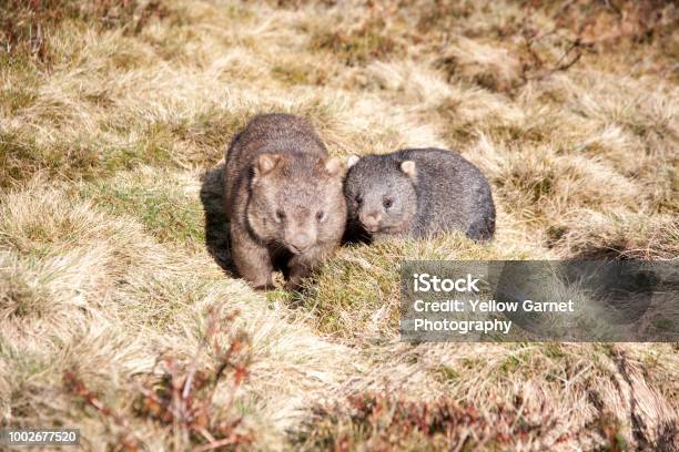 Wombat Mother And Baby Stock Photo - Download Image Now - Wombat, Animal, Animal Family