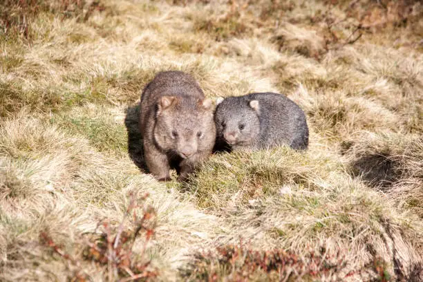 A mother and baby wombat in Tasmania Australia