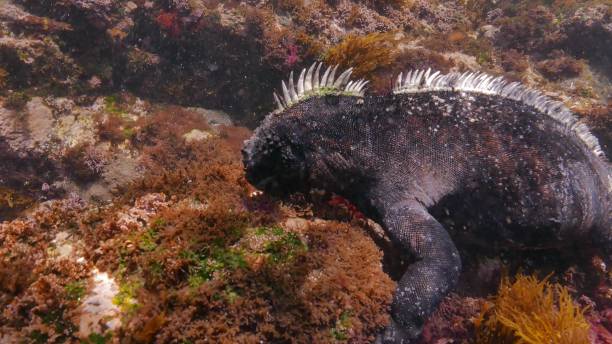 istock Galapagos marine iguana eating moss 1002677604
